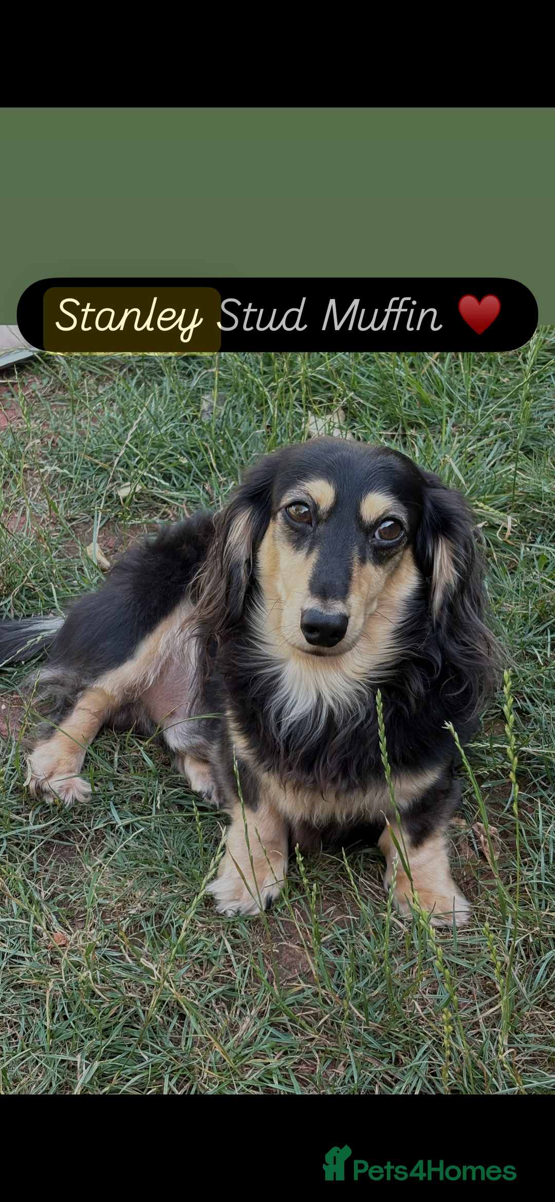 Miniature Dachshund dogs for sale: Stunning litter of Mini Long Haired Dachshunds - Advert 10