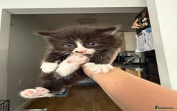 Mixed Breed cats for sale: 2 beautiful female cats **one being half ragdoll** - Image 7