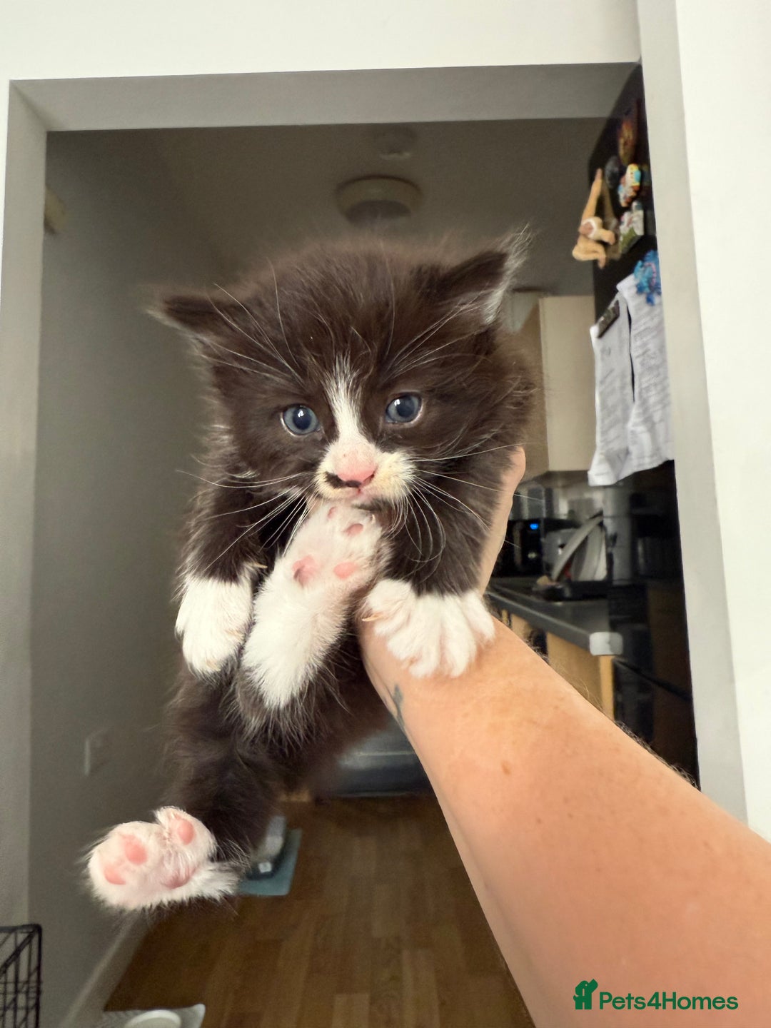 Mixed Breed cats for sale: 2 beautiful female cats **one being half ragdoll** - Image 7