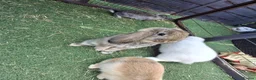 Mini Lop rabbits for sale: Mini lop - Advert 1