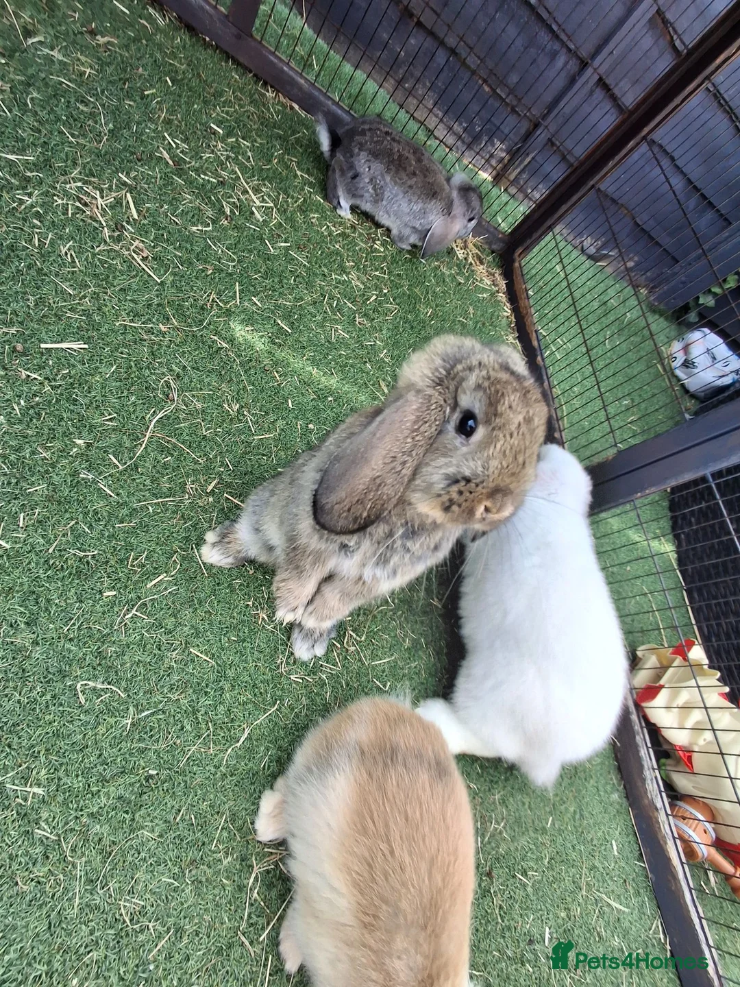 Mini Lop rabbits for sale: Mini lop - Advert 1
