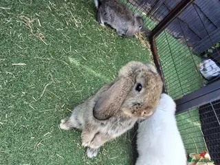 Mini Lop rabbits Mini lop - Advert 4
