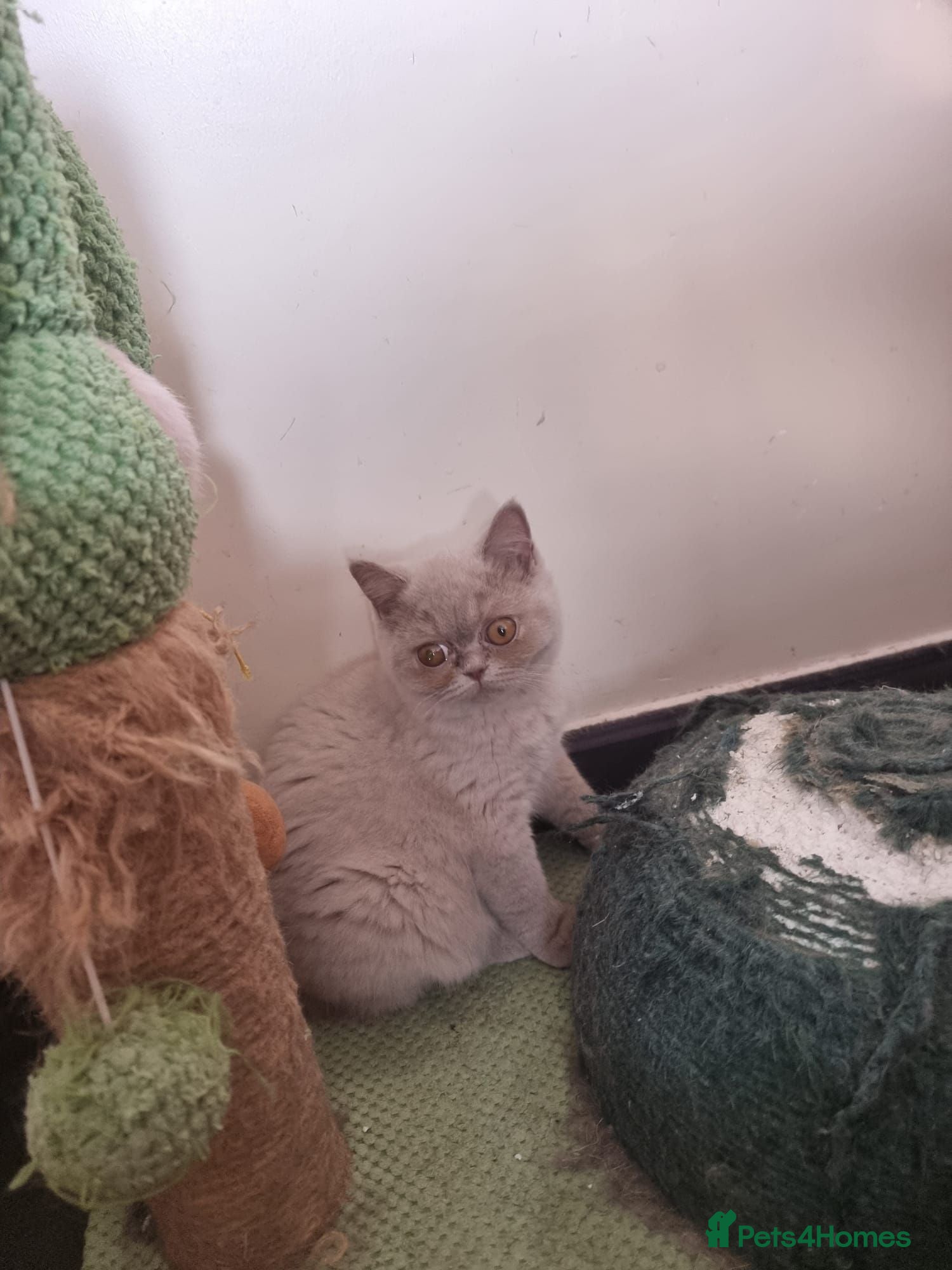 British Shorthair cats 3 LEFT Kind Friendly Healthy Vaccinated Micro - Advert 2