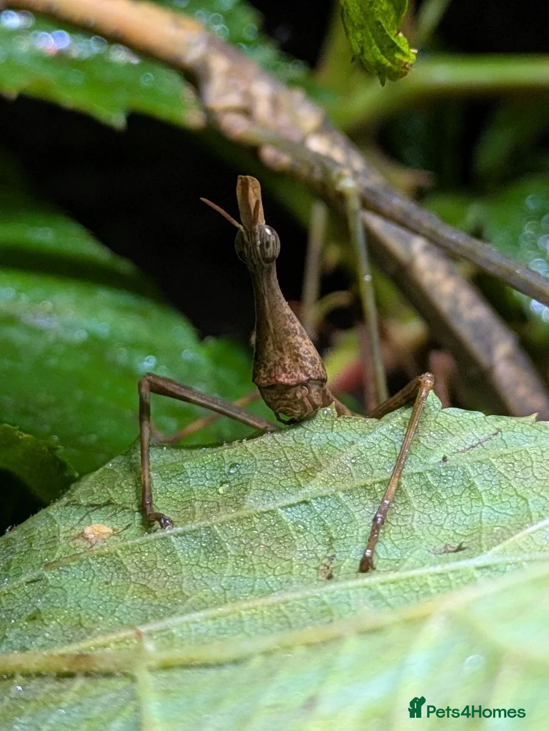 Praying Mantis invertebrates for sale: African Cat Eye Mantis & Horsehead Grasshoppers - Advert 5