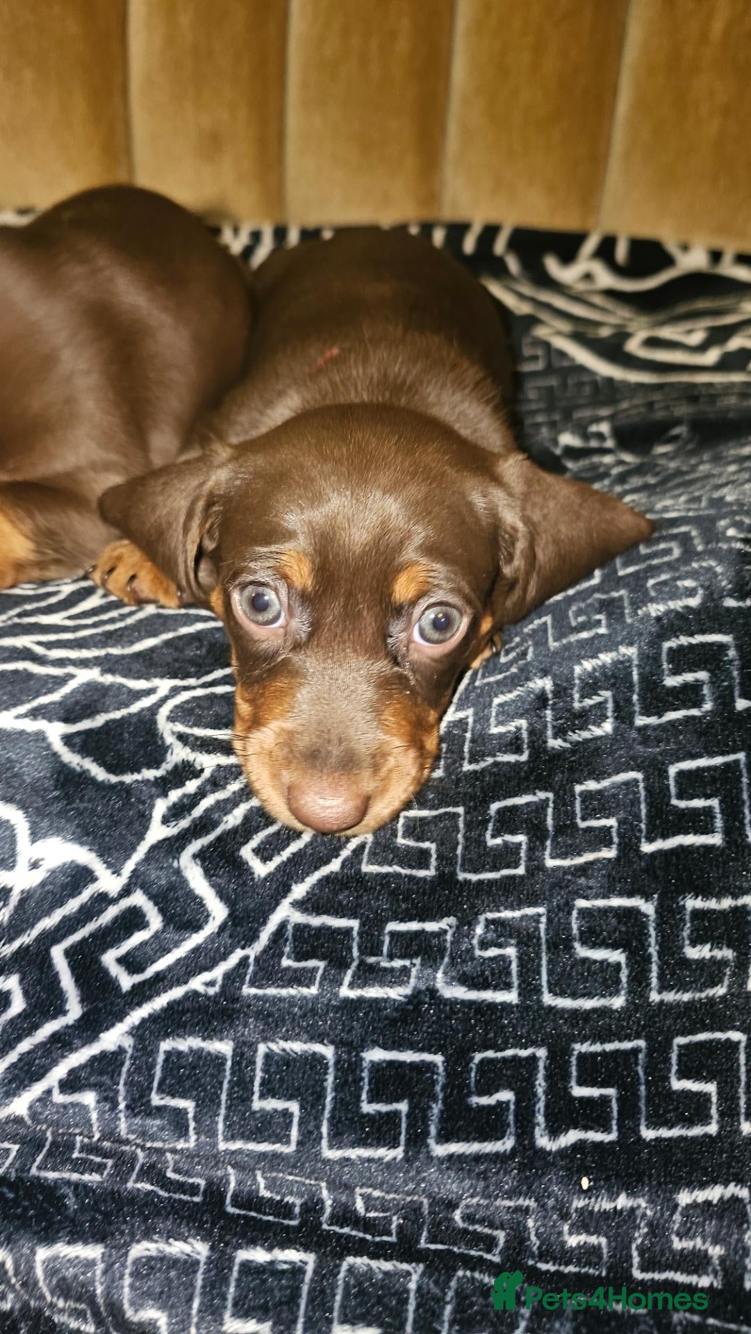Dachshund dogs Medium sized' short legged Dachshund puppies - Advert 2