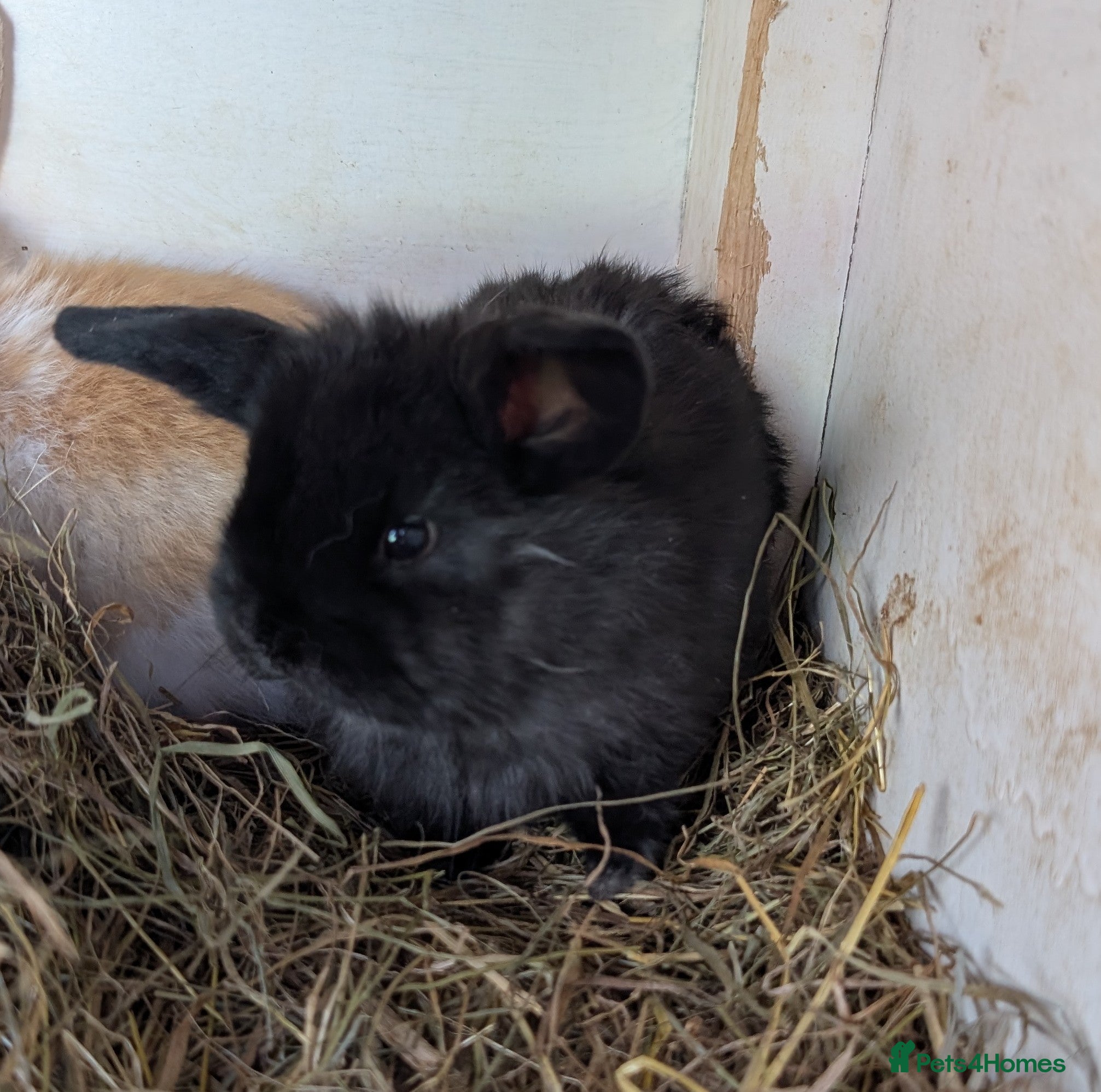 Mini Lion Lop rabbits Minilops and mini lionlops - Advert 1