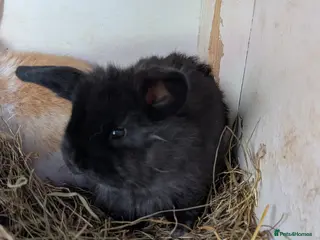 Mini Lion Lop rabbits Minilops and mini lionlops - Advert 1