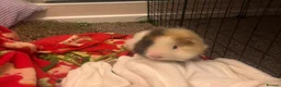 Guinea Pig rodents for sale: Pair of bonded male guinea pigs  in Cwmbran - Advert 5
