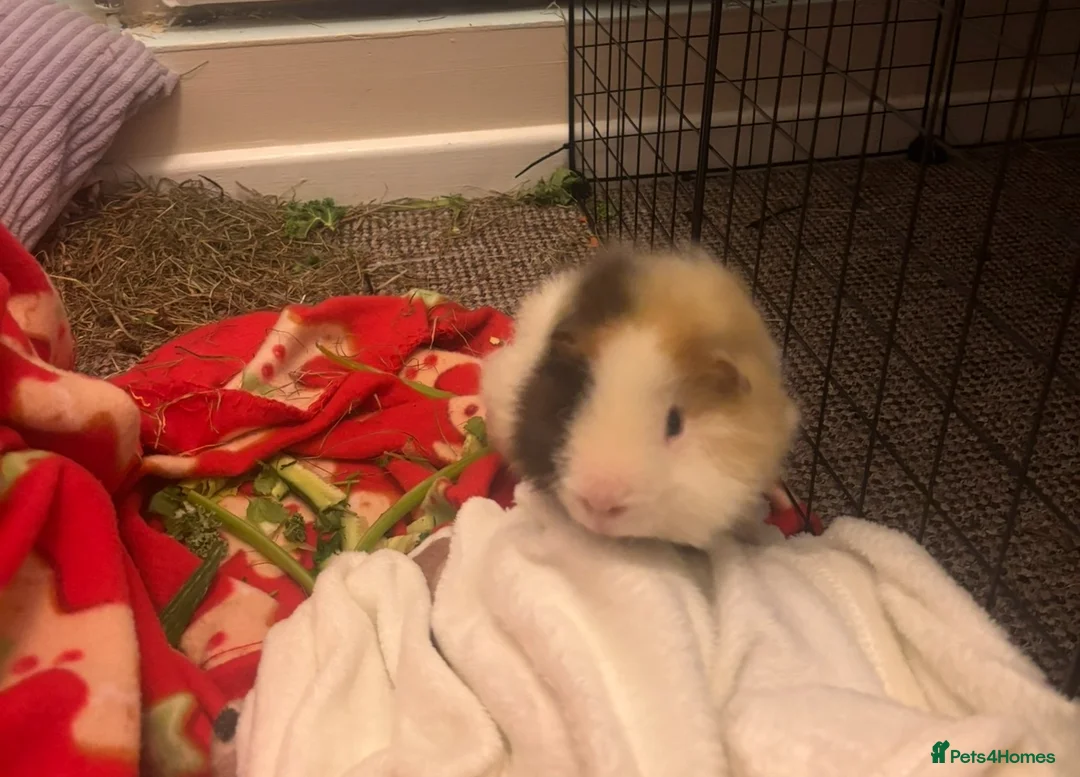 Guinea Pig rodents for sale: Pair of bonded male guinea pigs  in Cwmbran - Advert 5