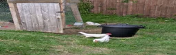 Chickens poultry for sale: 2 white leghorn cockrels  in Pontypool - Advert 3