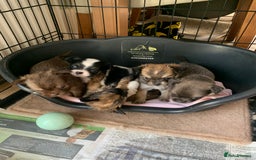 Mixed Breed dogs for sale: Lhasa apso x chihuahua pups  - Image 4