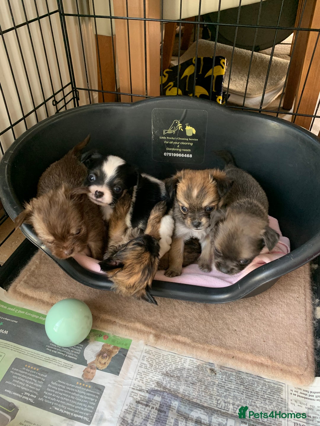Mixed Breed dogs for sale: Lhasa apso x chihuahua pups  - Image 4