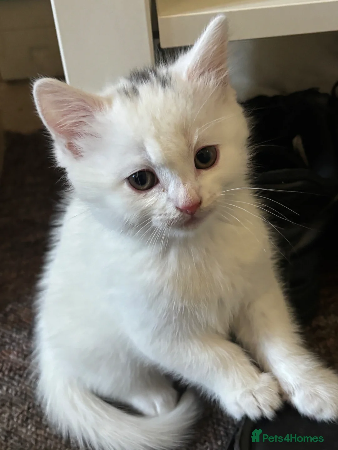 Turkish Van cats for sale: Tabby kittens - Advert 4