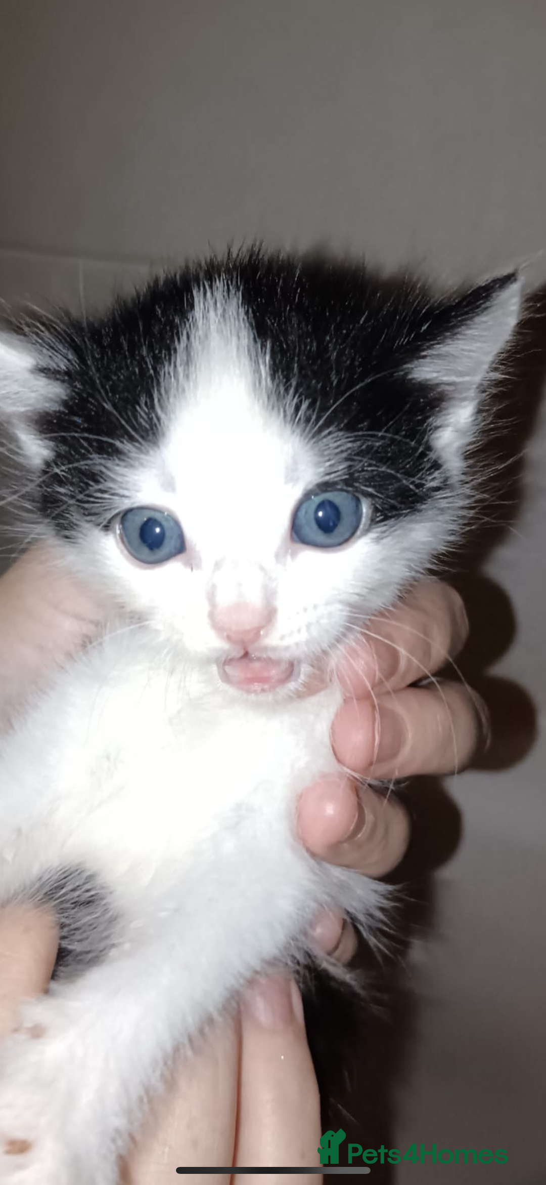 Mixed Breed cats for sale: Kittens ready now  - Image 5