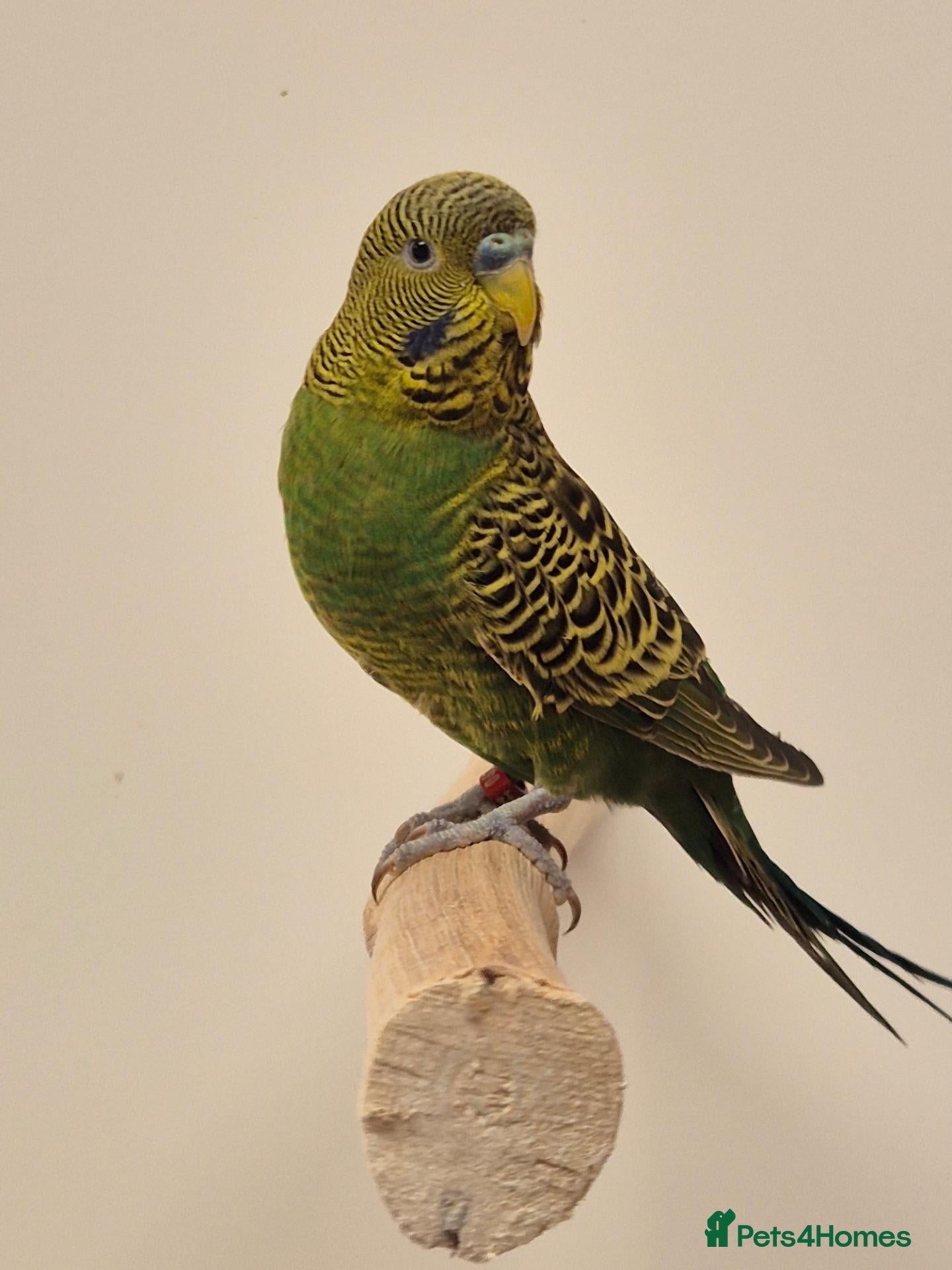 Budgerigars birds BIrds for Breeders  - Advert 2