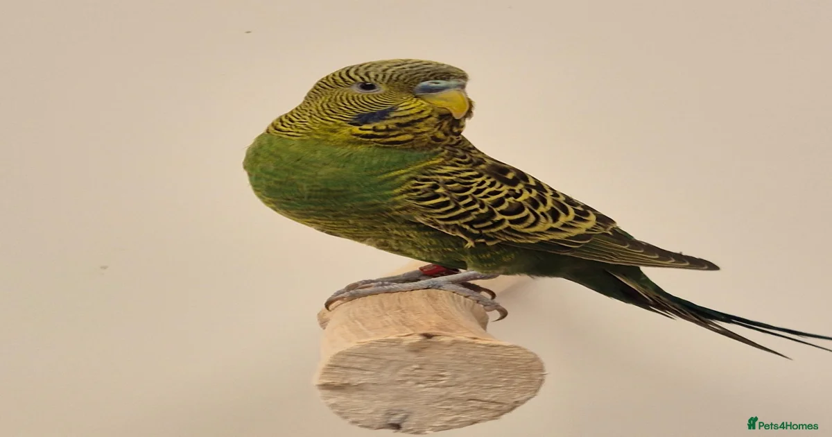 Birds for sale in Portsmouth, Portsmouth | Pets4Homes