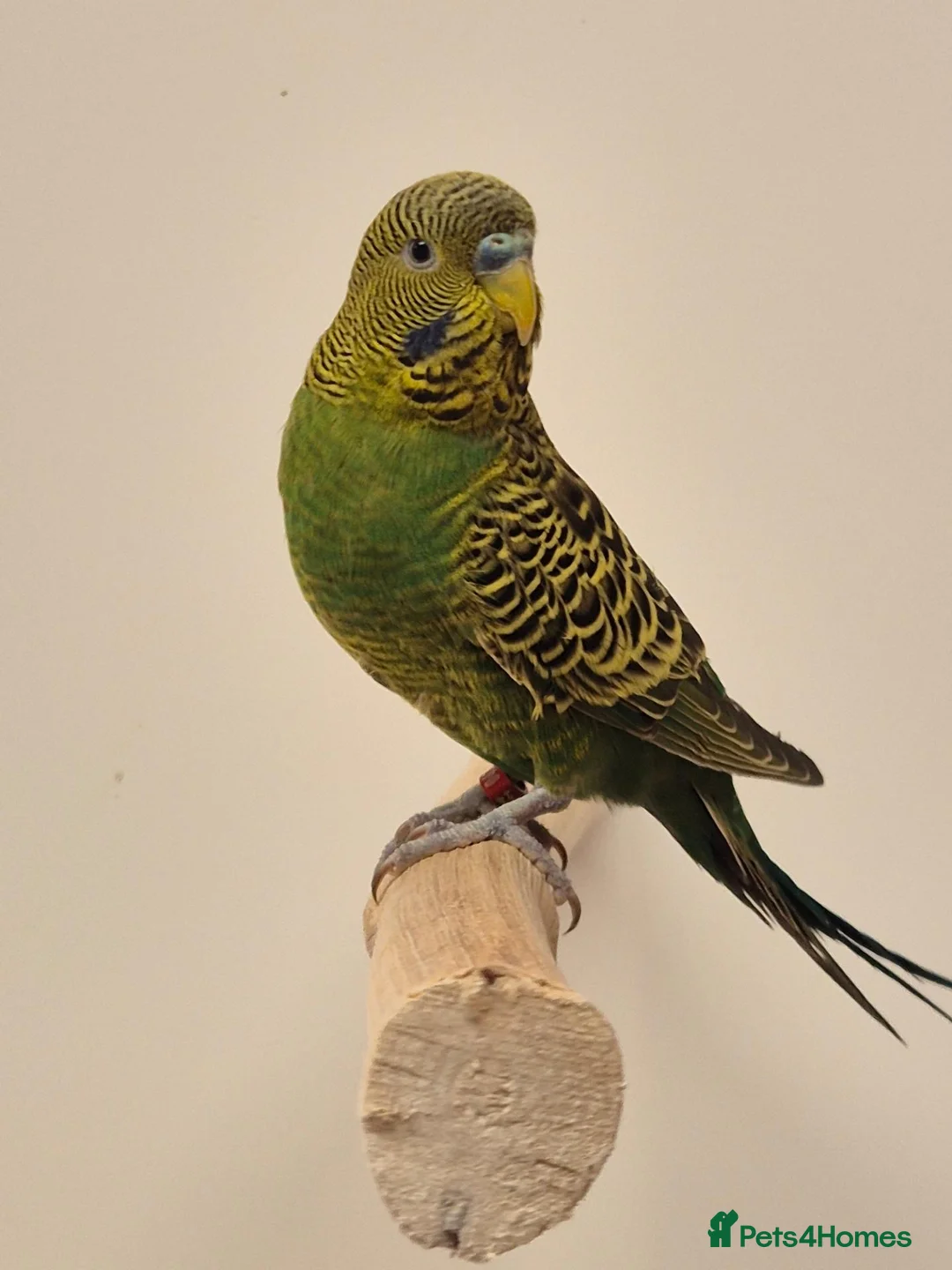 Budgerigars birds for sale: available Pet, breeding or tamed - Advert 1
