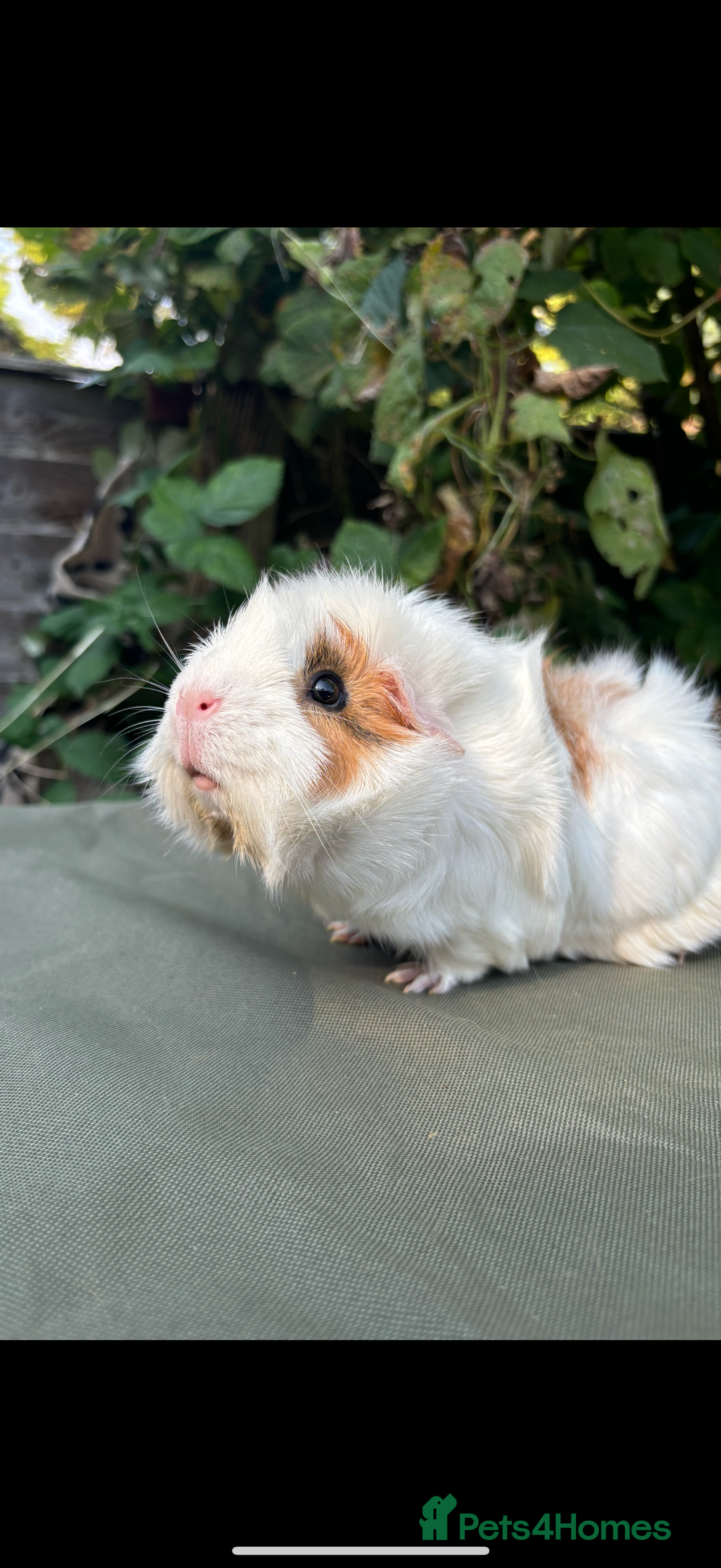 Guinea Pig rodents for sale: 2 pairs and Kavee cage - Image 6