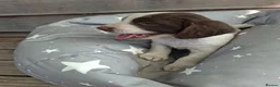 English Springer Spaniel dogs for sale: Working springer spaniel pups - Advert 16