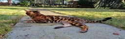 Bengal cats for stud: Bengal cat for stud, Calvin. in Peterborough - Advert 16