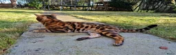 Bengal cats for stud: Bengal cat for stud, Calvin. in Peterborough - Advert 17