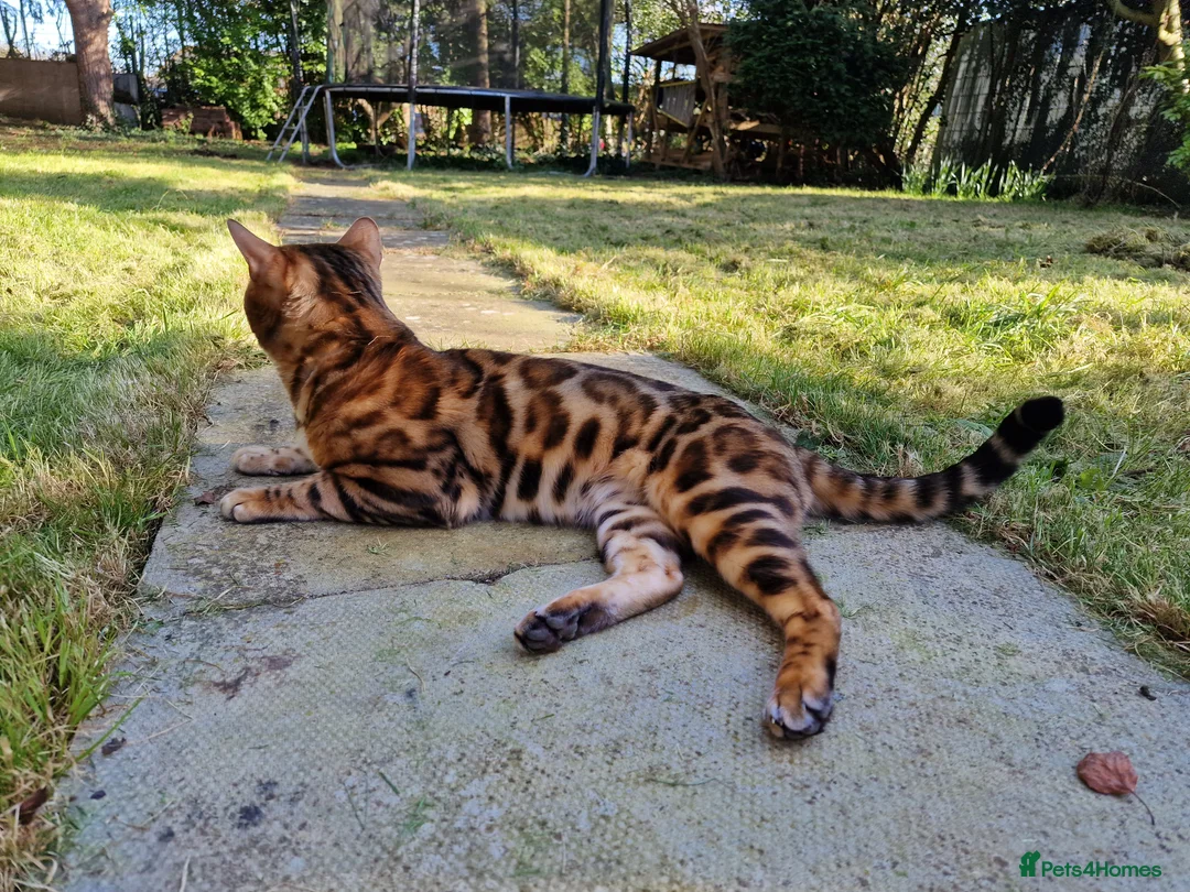 Bengal cats for stud: Bengal cat for stud, Calvin. in Peterborough - Advert 17