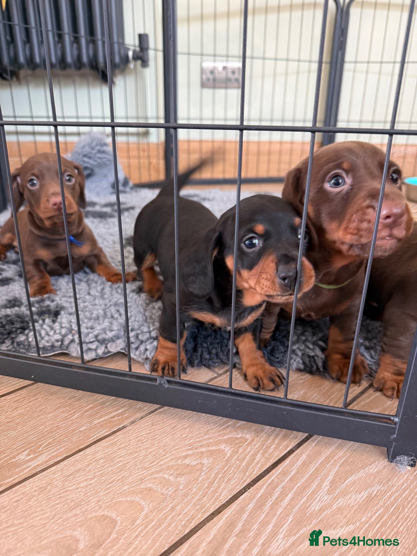 Miniature Dachshund dogs Beautiful KC registered miniature dachshunds - Advert 2