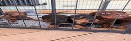 Miniature Dachshund dogs for sale: Beautiful KC registered miniature dachshunds - Advert 30