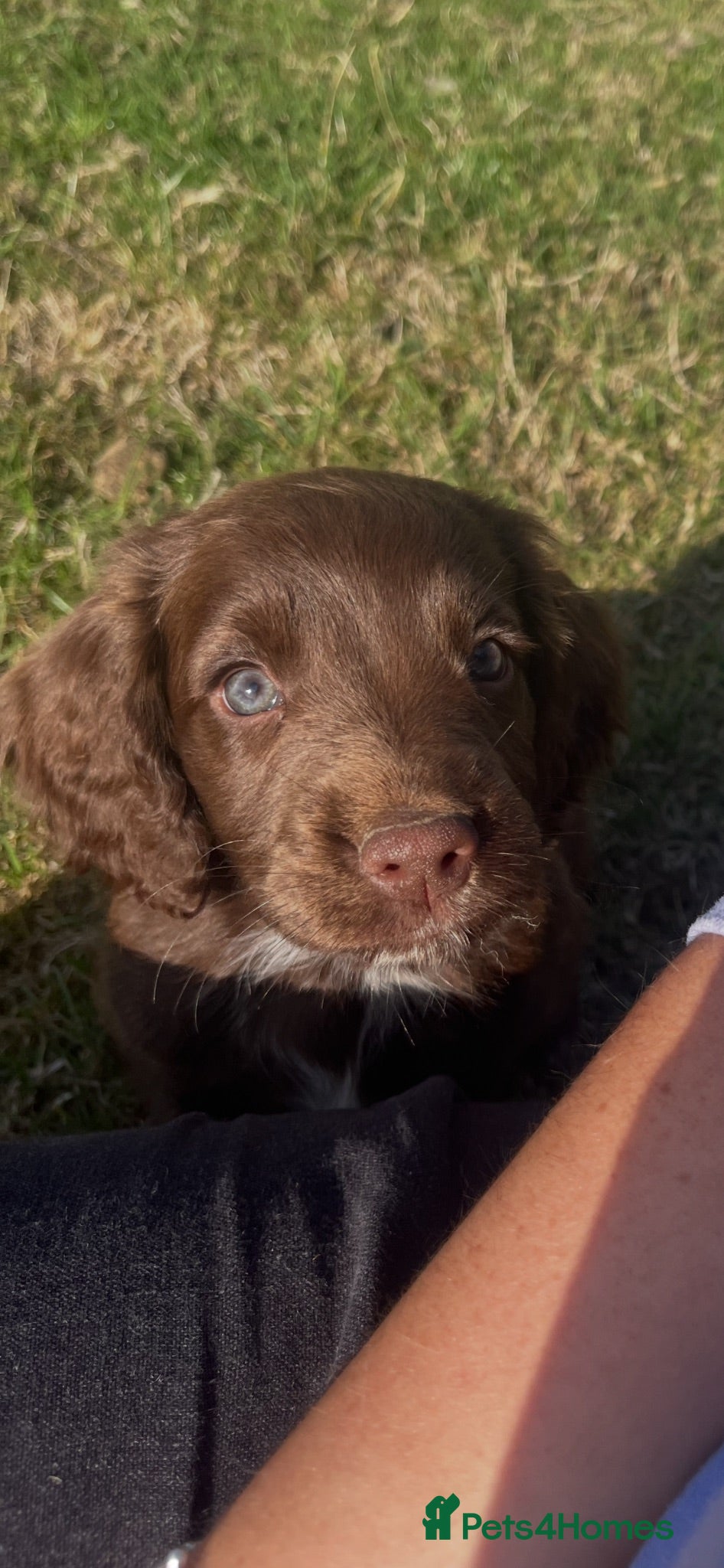 Cocker Spaniel dogs Ready to go! Gorgeous Bundle of Cockerspaniels🐾💗 - Advert 12