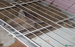 Angora rabbits for sale: Female angora with cage and accessories  - Image 4