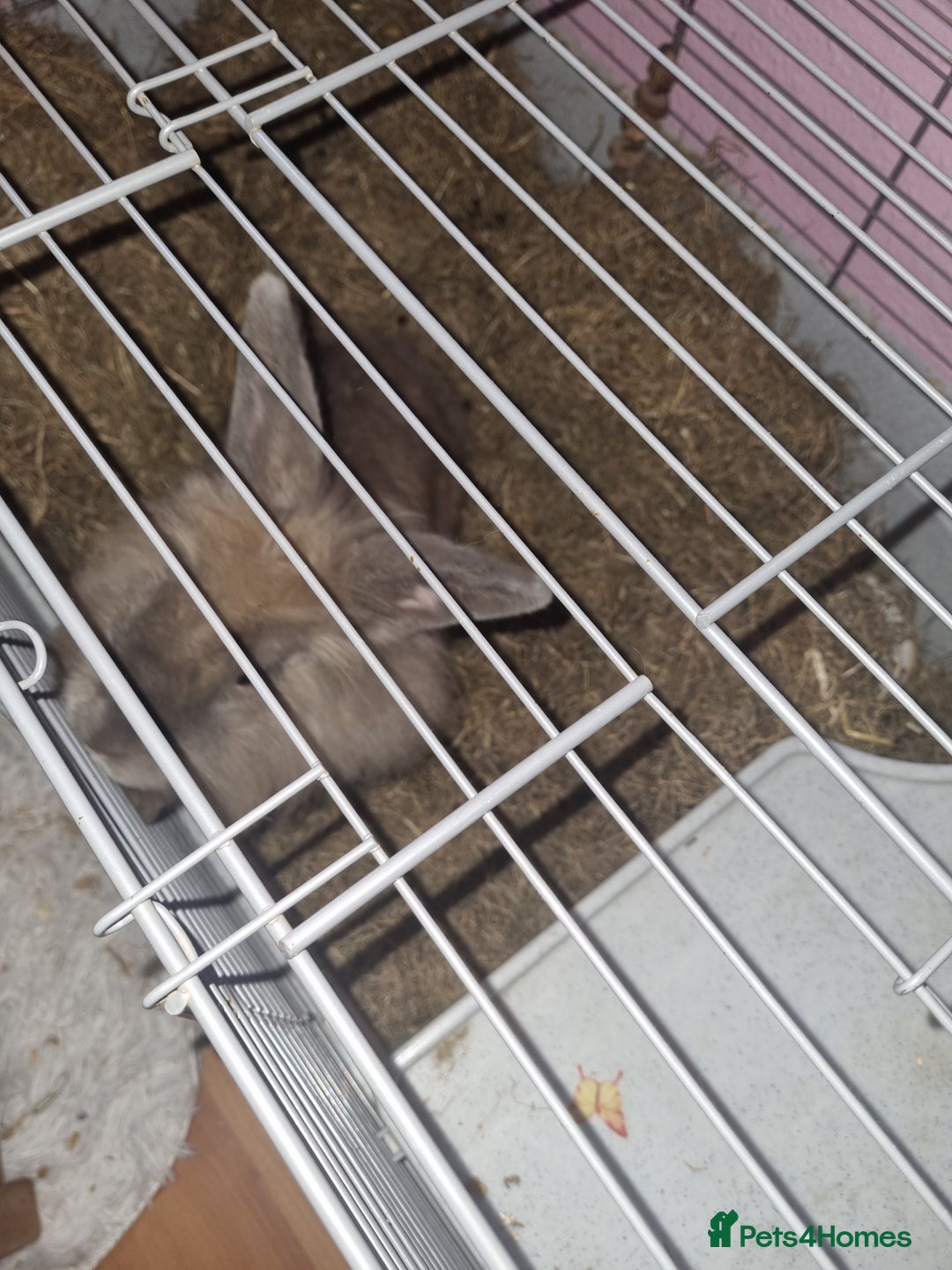 Angora rabbits for sale: Female angora with cage and accessories  - Image 4
