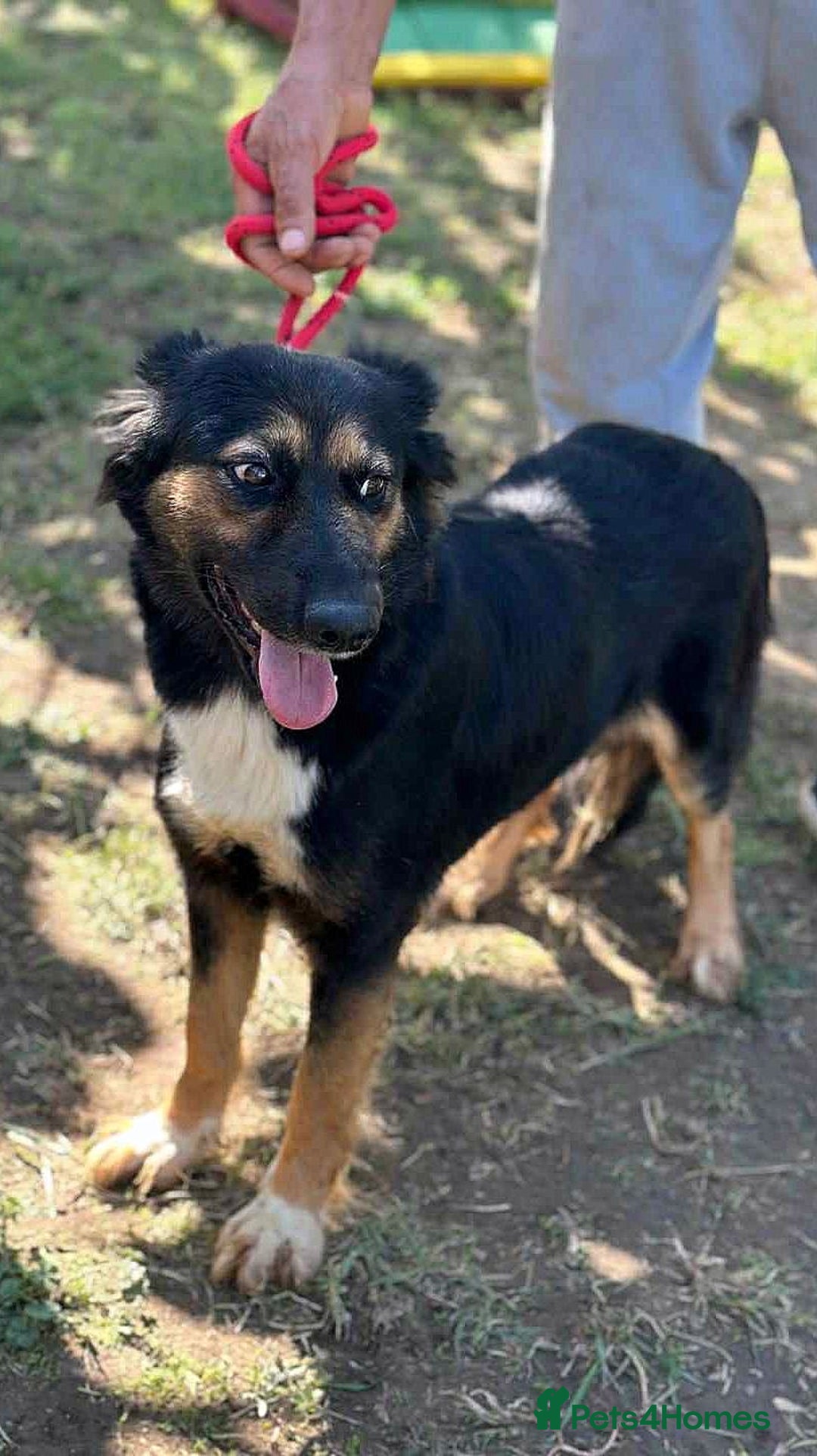 Mixed Breed dogs for adoption: 🐾 Olivia – Sheltie/Australian Shepherd mix 🐾 - Image 2