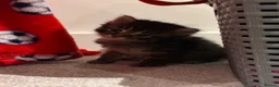 Mixed Breed cats for sale: 6x Part bengal/long haired kittens  in Weymouth - Advert 6