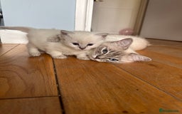 Ragdoll cats for sale: Ragdoll kittens for sale  - Image 6