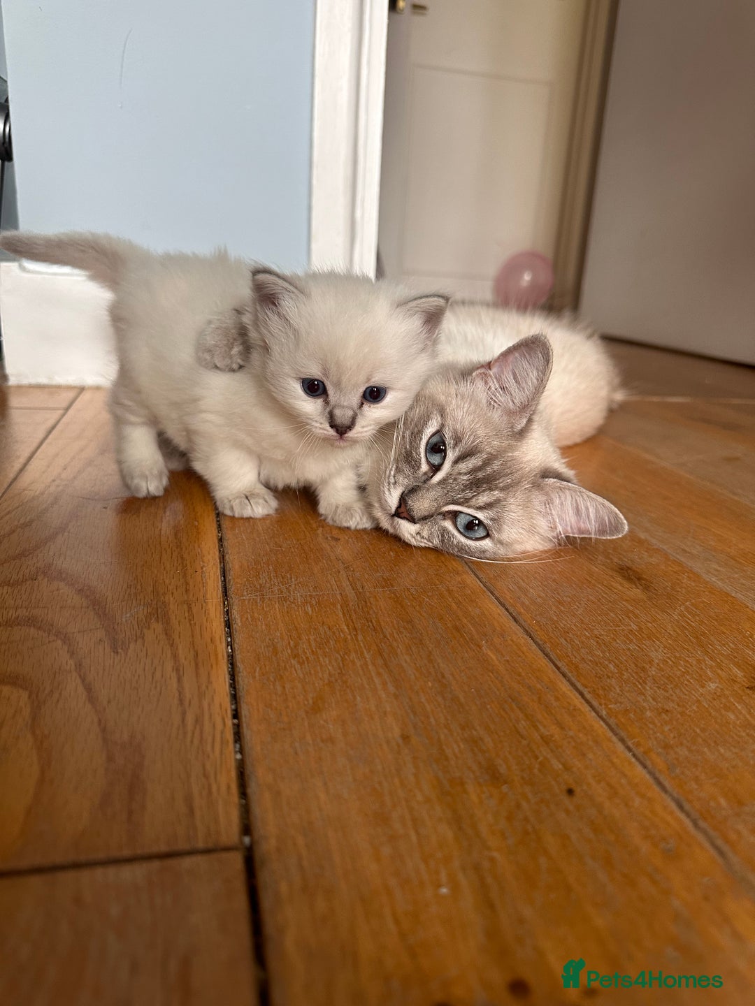 Ragdoll cats for sale: Ragdoll kittens for sale  - Image 6
