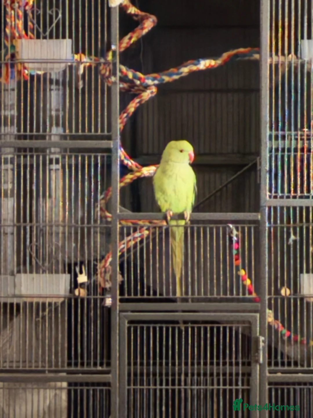 Parakeets birds for sale: Indian ringneck parakeet  in Chesterfield - Advert 3