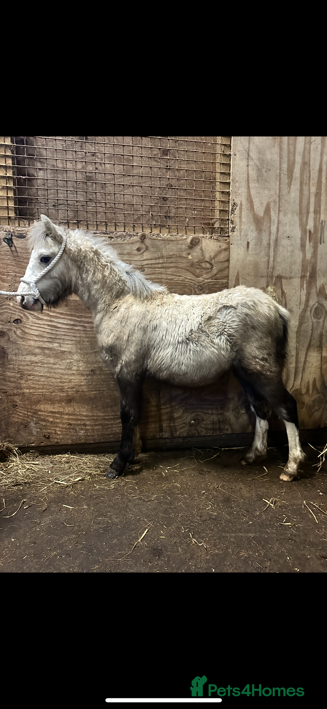 Welsh Section A horses for sale: Section A Foals, to Make Approx 12.2hh - Advert 3