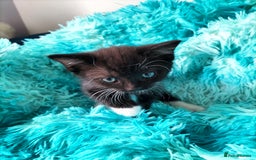 Turkish Angora cats for sale: Cat for sale  - Image 3