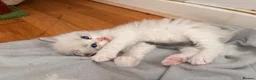 Ragdoll cats for sale: Stunning Colour Point and Bicolour Ragdoll Kittens - Advert 3