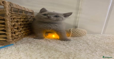 British Shorthair cats - Advert 3