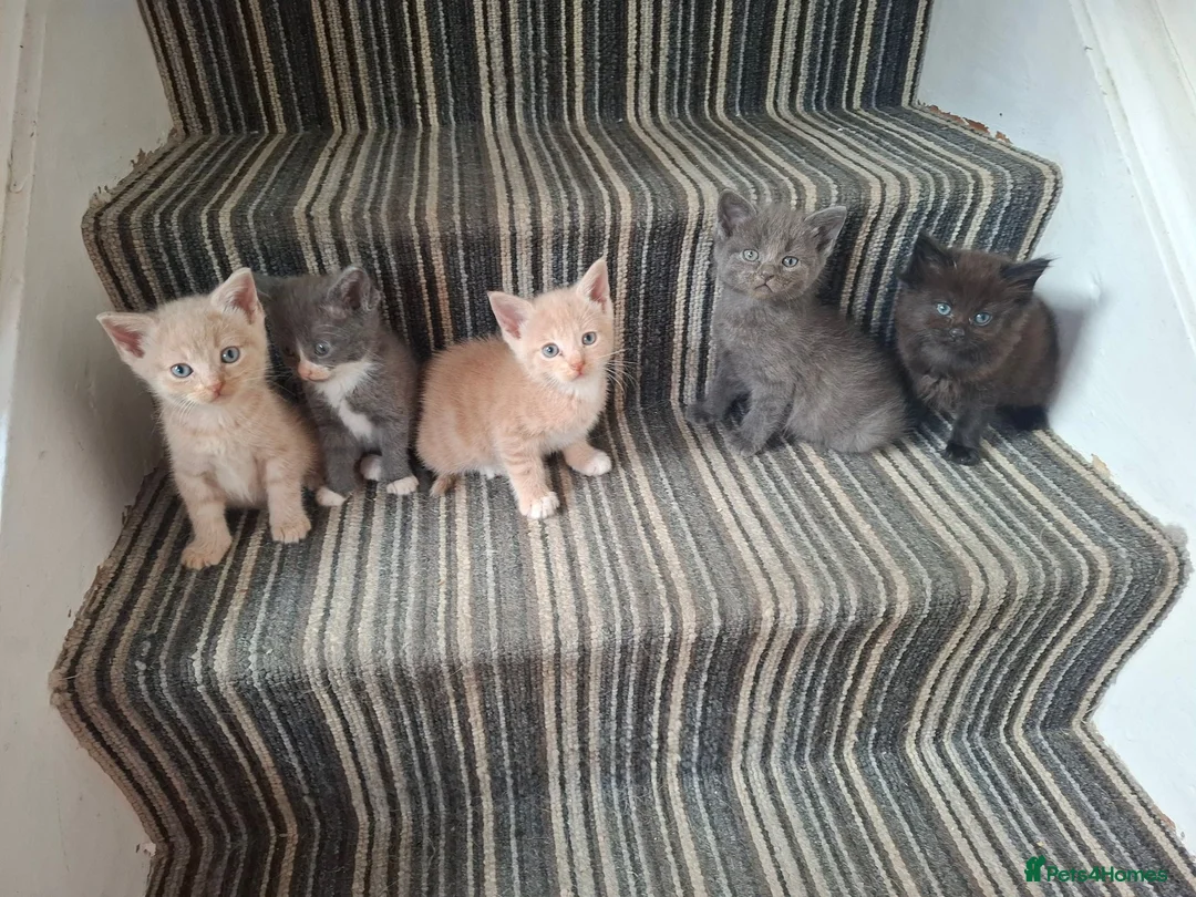 Mixed Breed cats for sale: FLUFFY MAINE COON CROSS KITTENS - Advert 1