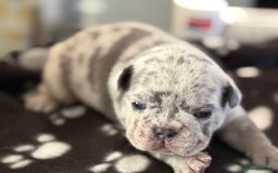 French Bulldog dogs for sale: Adorable French Bulldog Puppies for Sale 🐾 - Image 5