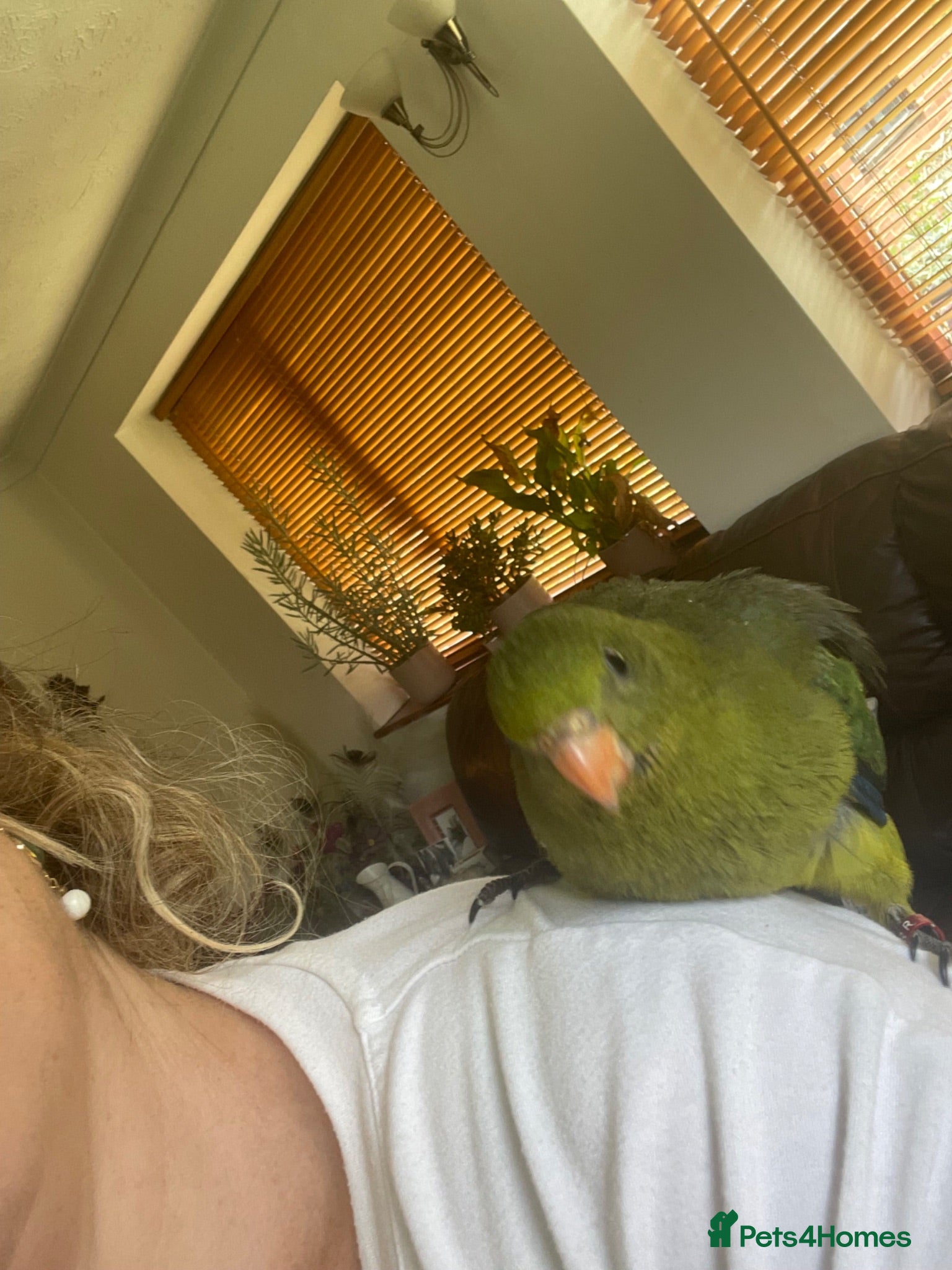 Parakeets birds Hand reared baby Rock Pebblers - Advert 2