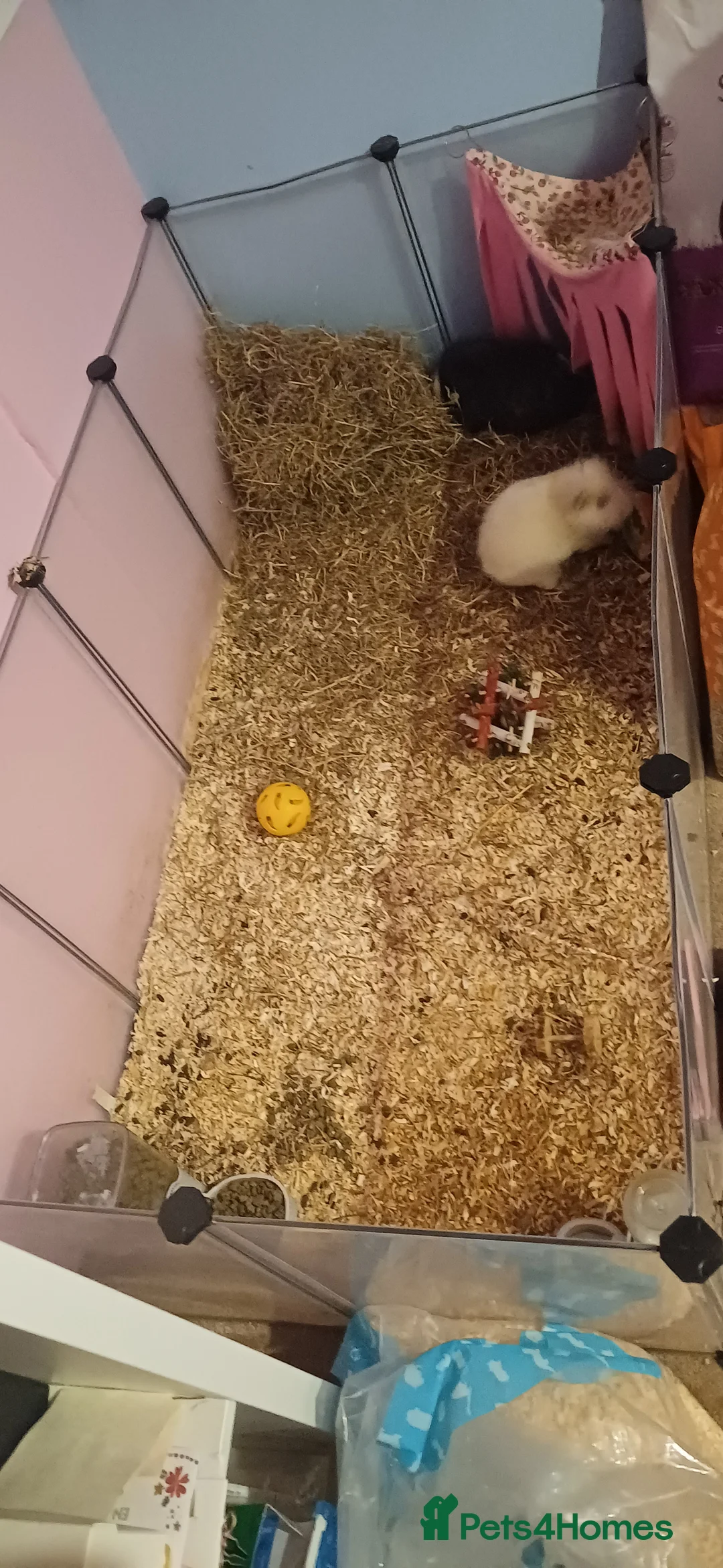 Guinea Pig rodents for sale: Two guinea pigs + full set up - Advert 10