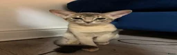 Abyssinian cats for sale: 🐾 Two Gorgeous Abyssinian Kittens 🐈‍⬛ - Advert 6