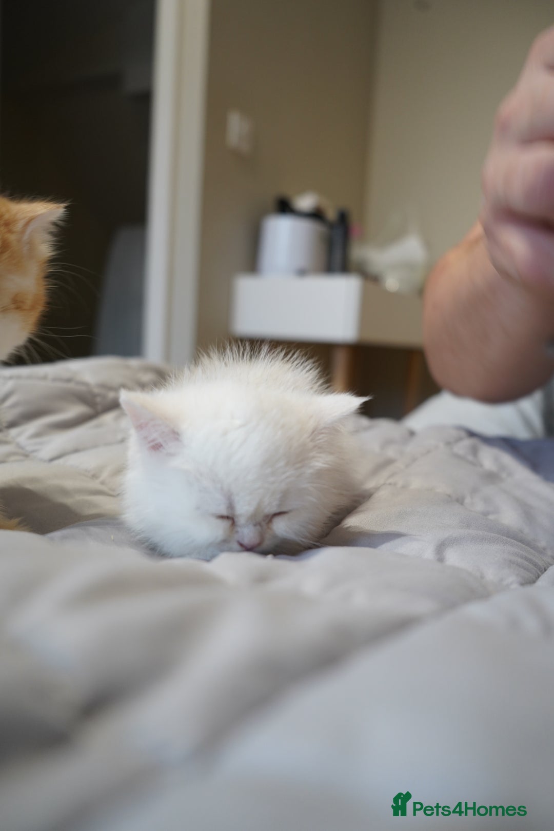 British Shorthair cats for sale: British Shorthair Chinchilla - Advert 14