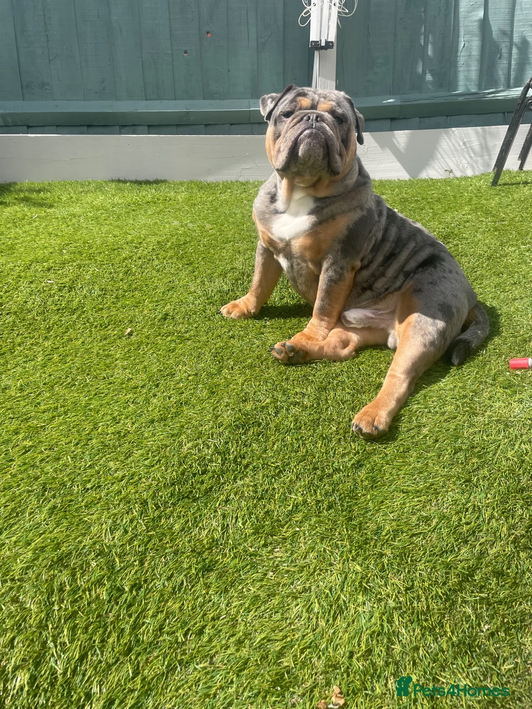 English Bulldog dogs for stud: Chico for stud only - Advert 4