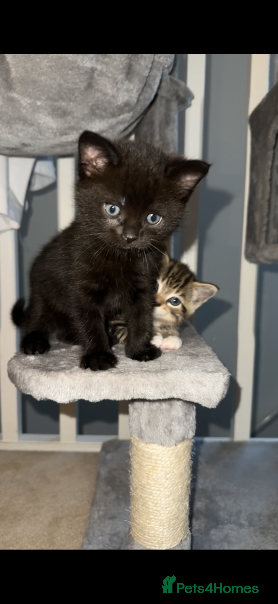 Mixed Breed cats for sale: 2 half tabby male kittens  - Advert 7