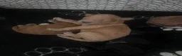 Cavapoo dogs for sale: F1B Cavapoo pups looking for their forever home in Cheltenham - Advert 11