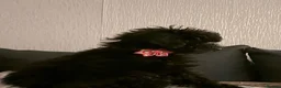 Miniature Poodle dogs for sale: Miniature Poodle for sale - Advert 5